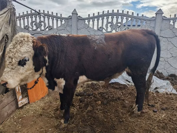 Bull, White-headed Ukrainian — Kazakhstan