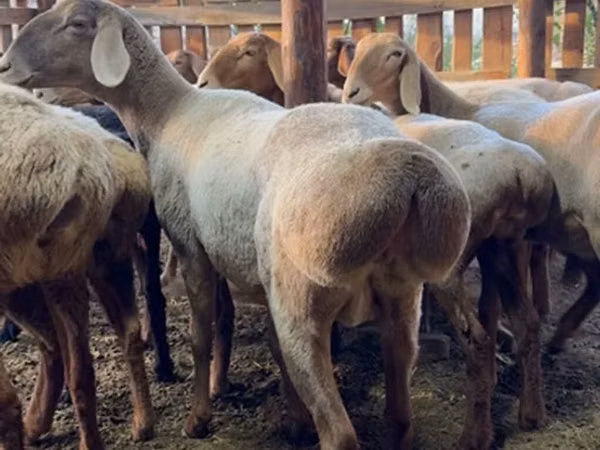 Sheep, Sheep — Kyrgyzstan