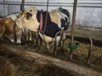Banteng, Russian Black pied cattle — foto 2
