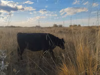 Bovini (lotto, sesso non specificato), Aberdeen Angus — foto 2