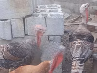 Turkeys — foto 3