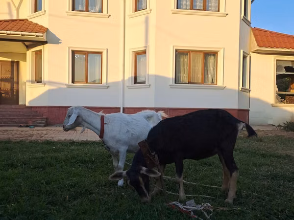 Goat, Saanen goat — Kazakhstan