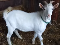 تيس, Saanen goat — الصورة 1