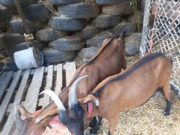 Goat, Goats — Hungary