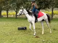 Kuda jantan, Arabian horse — foto 3