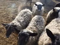 میش, Romanov sheep — عکس 3
