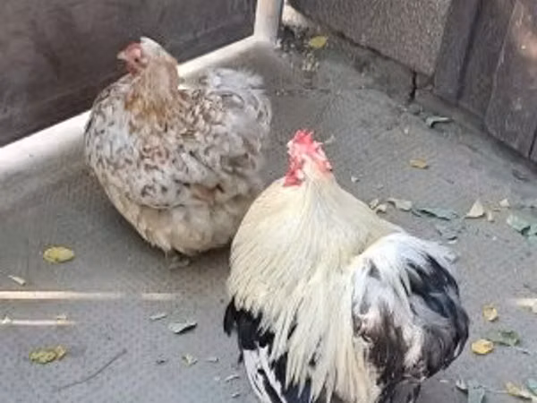 بيكين بانتام