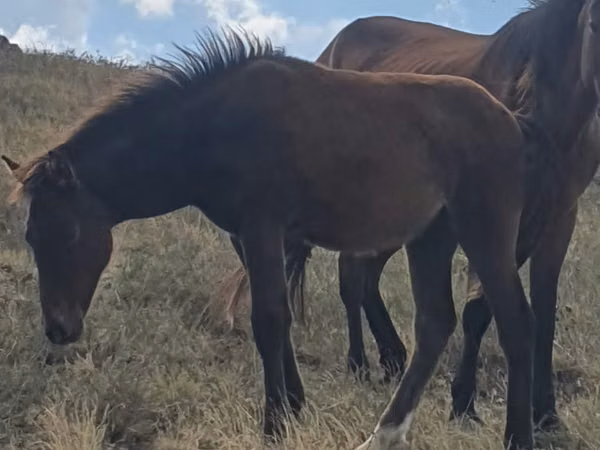 Mare, Horses — Kazakhstan