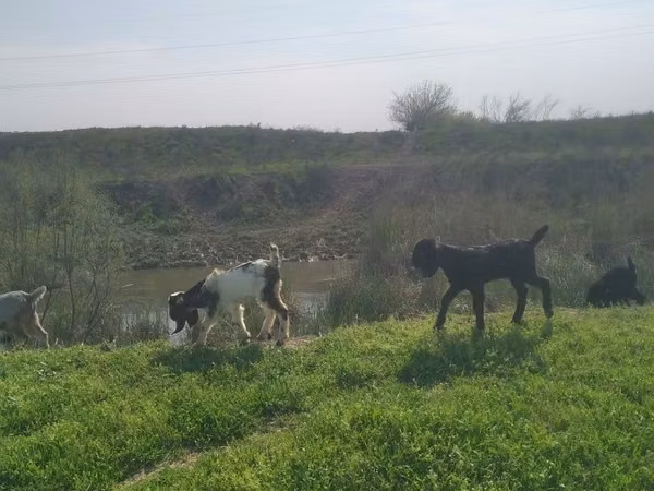 Billy Goat, Nubian Goat — Uzbekistan