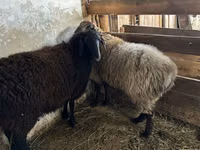 የጎትት አውራ በግ, Sheep — ፎቶ 1
