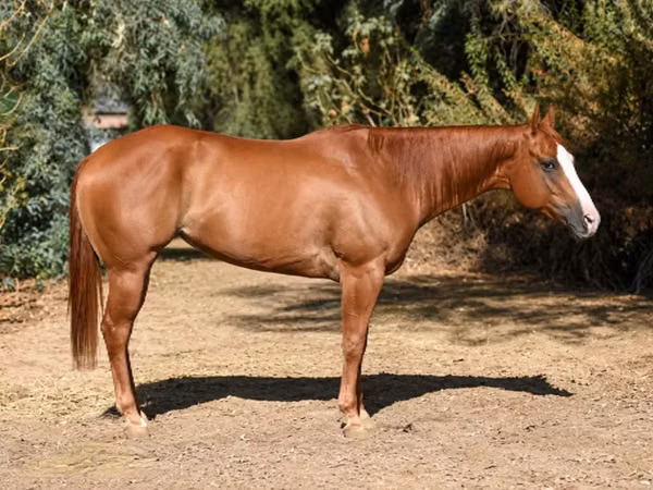 Mare, Quarter Horse