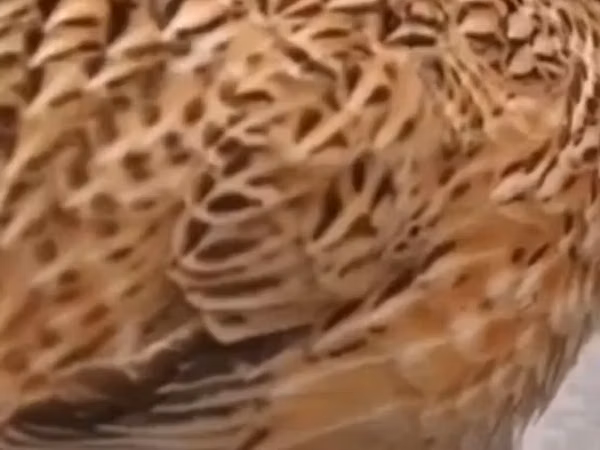 Quails — Kyrgyzstan