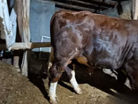 Toro, Bovini — foto 6