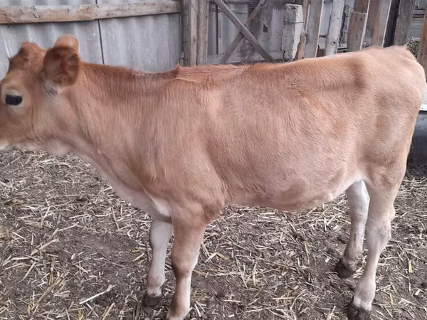 Cow, Holstein breed — Kyrgyzstan