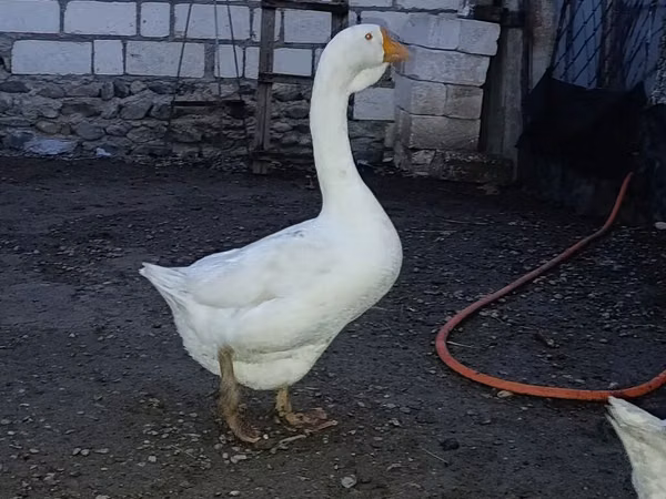 Geese