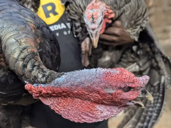 Turkeys