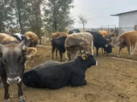 Byk, Russian Black pied cattle — zdjęcie 3