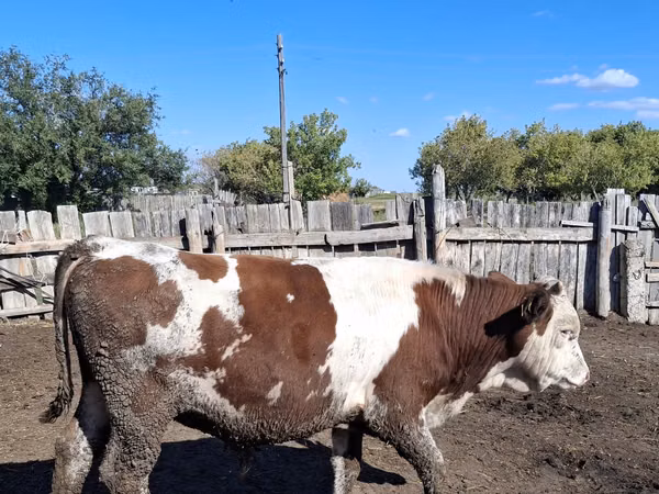 公牛, Simmental cattle — 哈萨克斯坦