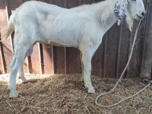 Kambing jantan, Beetal goats — Kyrgyzstan