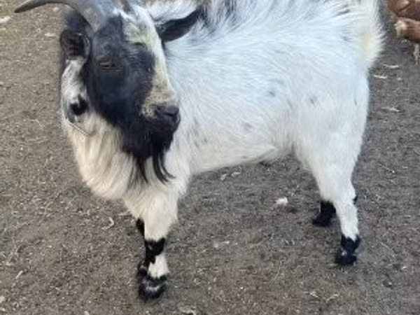 بز نر, Nigerian dwarf goats