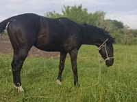 Aygır, Kazakh horse — foto 2