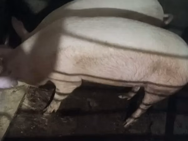 Sow, Pigs — Armenia