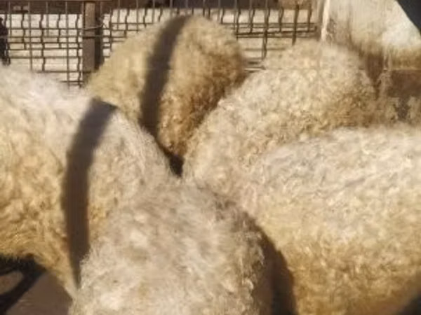 Pigs (batch, sex not specified), 