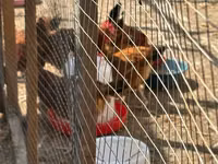 Chickens — sawirka 1