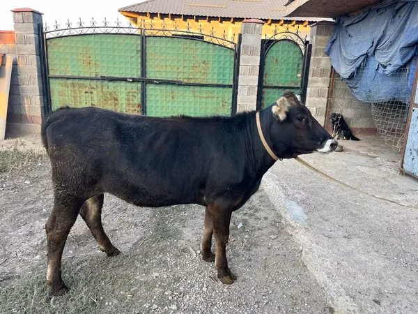 Vaca, Raza Alatau