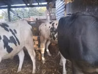 सांड, Russian Black pied cattle — फ़ोटो 3