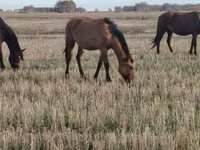 பெண் குதிரை, Mugalzhar horse — புகைப்படம் 3