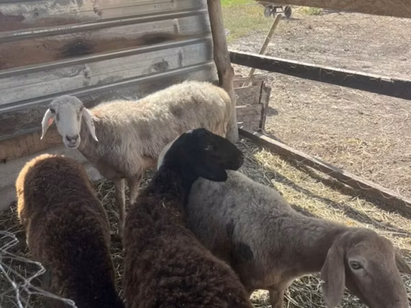Sheep, Sheep — Kyrgyzstan