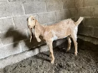 Koza, Nubian Goat — foto 4