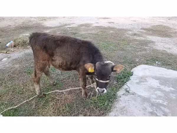 Bull, Alatau breed
