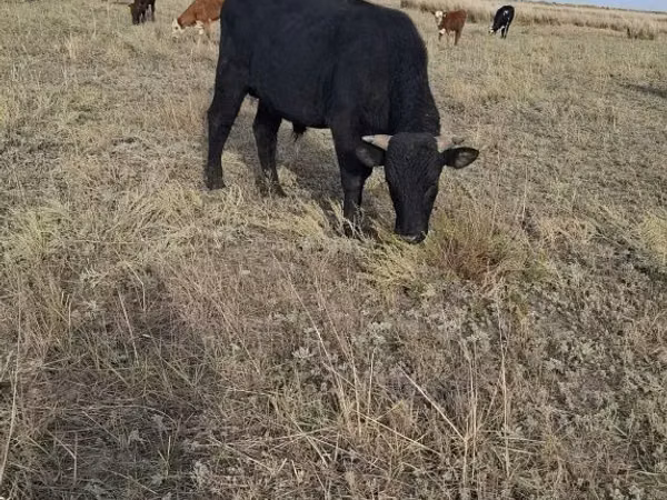 Bull, Aberdeen-Angus — Kazakhstan