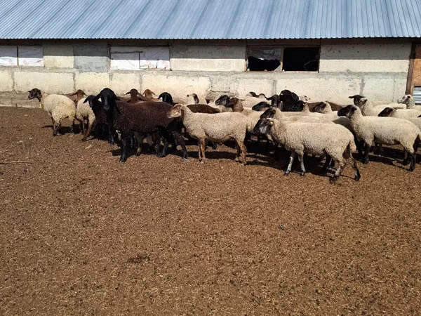 Sheep, White Suffolk sheep — Moldova