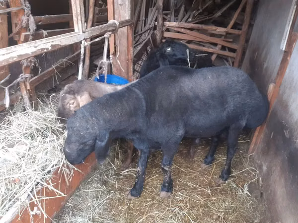 Carnero, Hissar sheep — Uzbekistán