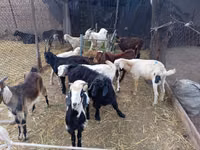 Țap, Pomellata goat — foto 3