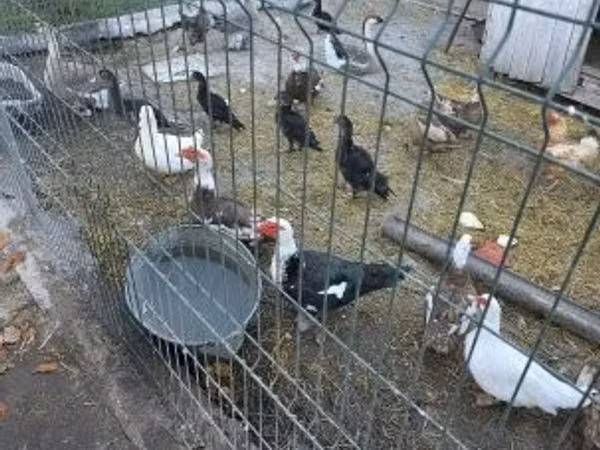 Ducks — مجارستان