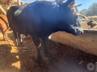 公牛, Cattle — 照片 4