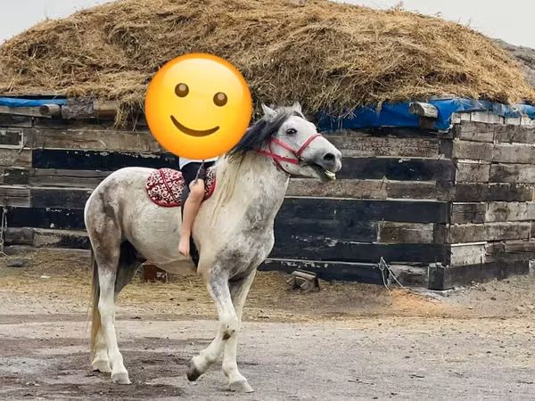 اسب نر, Kazakh horse