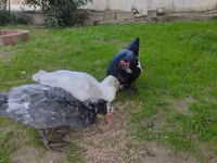 Guinea fowl — photo 8