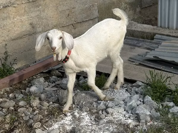 Koyun, Tian-Shan semifinewool sheep