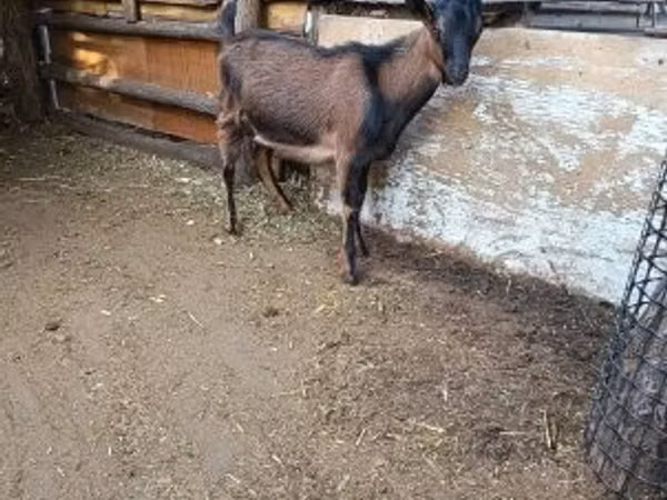 Billy Goat, Alpine goat — Hungary