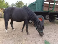 Mare, Horses — photo 2