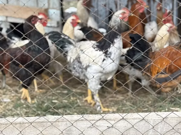 Chickens — Kyrgyzstan