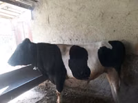 सांड, Simmental cattle — फ़ोटो 3
