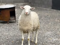 Qoʻchqor, Dorper sheep — 1-rasm