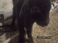 ወንድ ፍየል, Kamori goats — ፎቶ 6