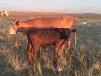 Vache, Latvian Blue cattle — photo 1